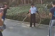 深圳莲花山公园惊现两条“巨蟒” 保安左右开弓徒手擒拿