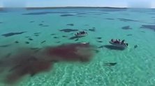 70条虎鲨分食一条鲸鱼尸体场面壮观