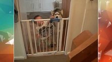 哈士奇和宝宝被安全门拦住去路，接下来二哈的表现亮了