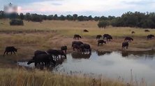 一头水牛在水塘饮水惨遭鳄鱼猛烈袭击，周围水牛的反应让人心寒