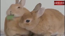 两只吃饭的小兔子，一片菜叶抢来抢去，抢着吃更美味