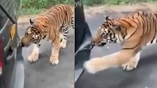 老虎发威怒咬观光车 整车人被拖动数米