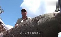 沙漠“生命之树”,能存储2吨水的瓶子树,移植到我国却变这样