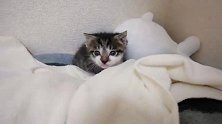 小奶猫摇摇晃晃的走到主人身边，抓着主人的脚脚撒娇，萌翻了