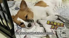 狗狗咬断电源线差点被电死，竟躲笼子里哭了起来，这狗成精了！