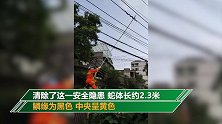 吓一跳！女子抬头一看 2米多长的大蛇缠在电线上
