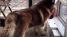 铁憨憨的阿拉斯加犬在和谁隔空吵架,咱也听不懂,咱也不敢问