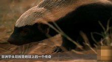 非洲平头哥再猛有啥用？国外的土豪 还不是把它圈养成宠物