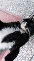 爱打滚的黑猫警长