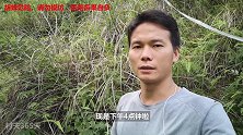 国庆长假后，村夫检查自己养殖的胡蜂黄脚是否被偷