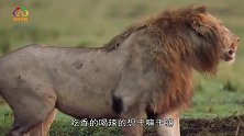 一头雄狮胆大妄为，企图抢夺狮王的老婆，接下来的一幕让人意外