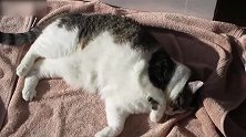 自娱自乐的小猫咪，看这可爱机灵的模样，真是好玩啊！