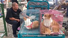 犬舍倒闭大姐诉苦：再养“裤衩子”都赔光了，所有狗狗给钱就卖！