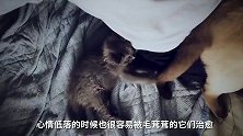 “无头猫”爆红岛国，网友：这是外星来的物种吗