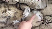 可爱猫咪熟睡后像狗狗一样四脚朝天的睡姿！