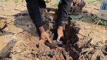 干裂的秧田也能蹦出鱼？男子走狗屎运了，捡了满满一箩筐！