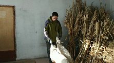 中午忙里偷闲给小羊加个餐，这俩吃货见到好吃好喝的，永远都没够