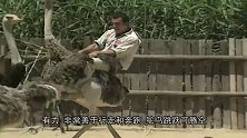 鸵鸟一步走8米，猎豹追它都得拼命，镜头拍下惊心动魄一幕！