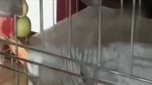 主人对鹦鹉说过年好，鹦鹉回答说好个屁，场面有点尬！