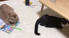 橘猫一直好奇的盯着黑猫的尾巴看，怎么自己会动呢
