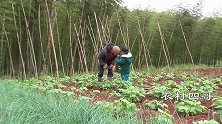 农村四哥：幺幺帮忙干农活，帮忙赶鸭子，奶奶用豆腐做了美食