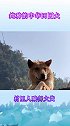 这纯种的中华田园犬，村里人长喊他“大黄”！