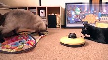 刚买的逗猫神器，被家里的猫咪发现，下一秒的反应也是没谁了