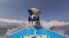 狗狗去冲浪，在冲浪板上平衡感不是一般的好