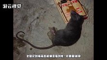 为啥猫抓老鼠不被咬，人抓老鼠就会被咬伤？看完后就明白了