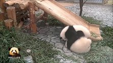 两只可爱至极的熊猫小乖乖一言不合就打萌架，好欢乐的上班时光