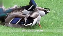 一只母鸭误入公鸭群，没过一会就爬不起来了，看完心疼母鸭