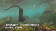 “水中哥斯拉”海鬣蜥现身泳姿优雅身姿敏捷