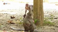 老猴王很愤怒，揪住小猴子使用暴力，猴妈奋不顾身的救它