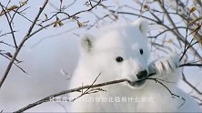 陆地上最大的食肉动物北极熊的有趣故事