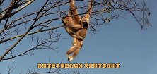 孙猴子也不带这么皮的,两只猴子手挂树干,丝毫没得商量就掐架