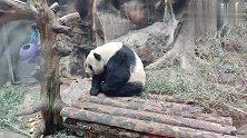 大熊猫呆呆呆