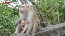 猴妈带着小猴仔一起生活，以后的日子母子相依为命