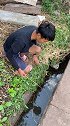化粪池旁边钓到一条大鳝鱼