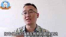 狗狗眼线虫怎么治疗？这2种药简单又省钱