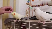 嫉妒使鸟面目全非！