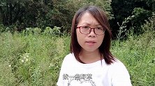 农村随处可见的蛇舌草，认识的当宝不认识的当草，秋妹拔些泡茶喝