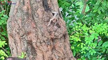 母猴带小猴到树上玩耍，小猴又一次摔伤了，小猴已经伤痕累累！