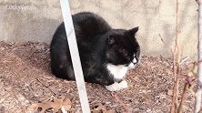 蹲在墙角的猫咪，看这享受的样子，真是可爱极了呢！