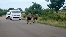 3头强悍雄狮带着庞大狮群在公路上巡逻—难得一见的大场面
