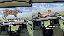 坦桑尼亚一头猎豹跳上游猎车 在车顶放松晒太阳