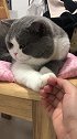 猫主人你看我的猫爪肉多不！