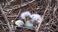牛背鹭的幼鸟，这么小就不用妈妈喂食，自己吃鱼