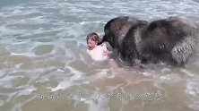 12只金毛看到主人落水，集体跳到水里去营救主人，场景震撼！
