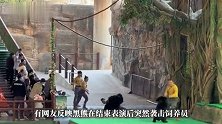 杭州野生动物园一黑熊表演时突然发狂，按倒饲养员撕咬