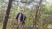 林哥带小朋友上山捡菌，草丛发现超漂亮见手青，看了你们喜欢吗？